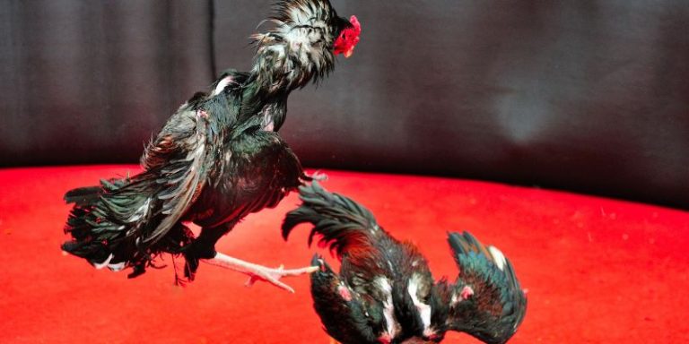 The Art of Training Fighting Chickens to Win